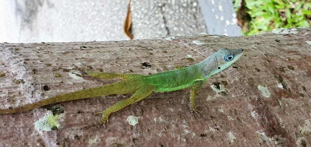 Tiere in Barbados