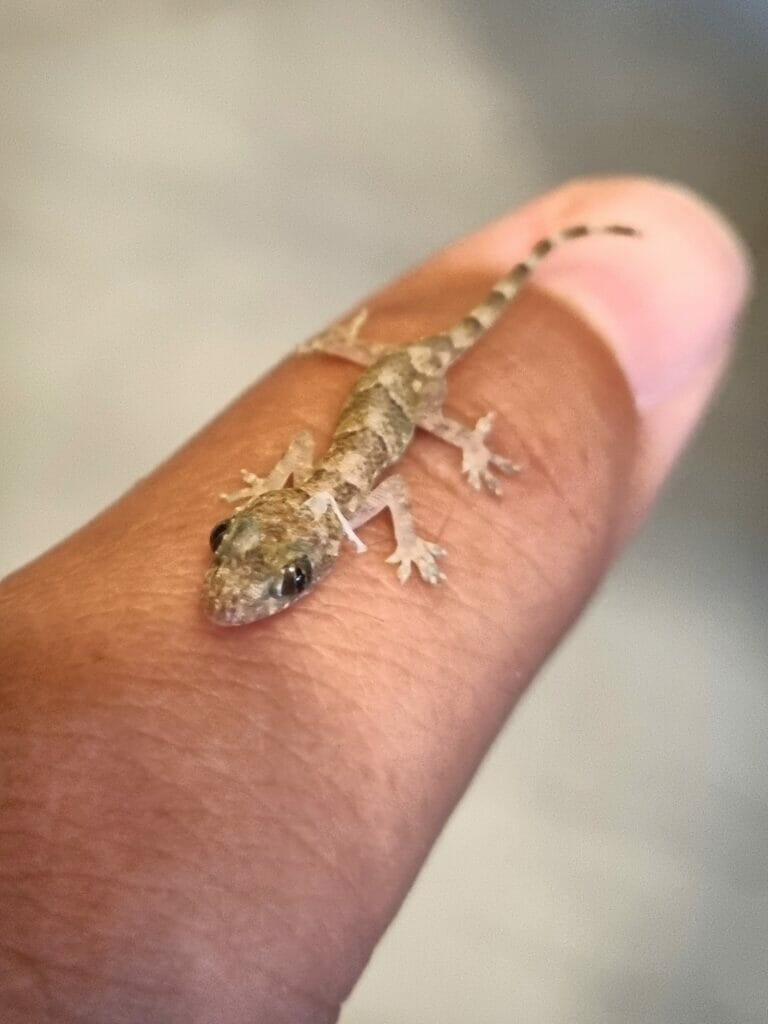 barbados gecko
