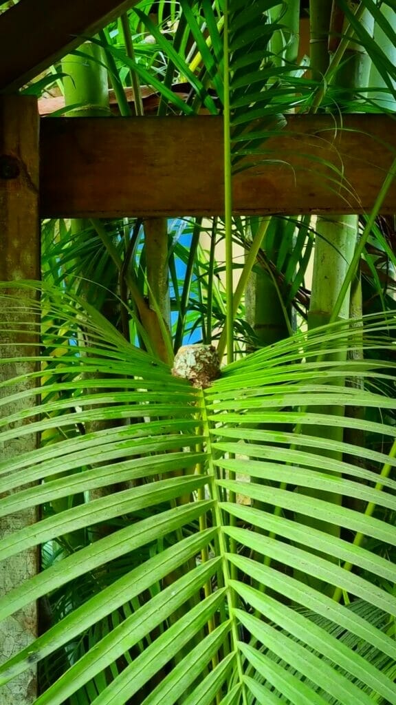 kolibri nest
