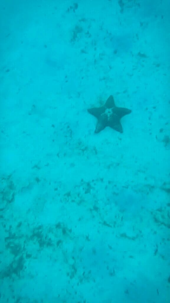 barbados wildlife