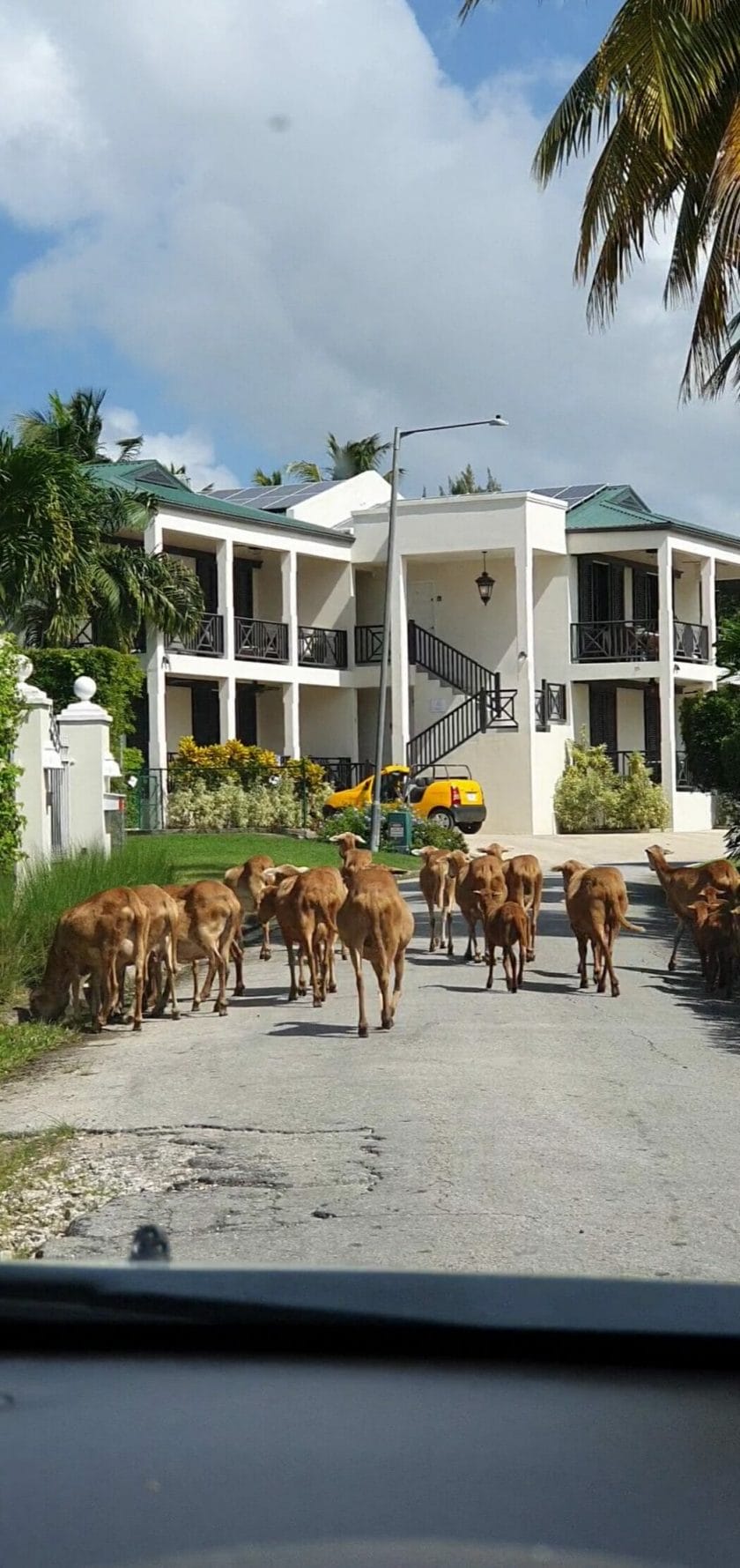 Barbados Black Belly Sheep