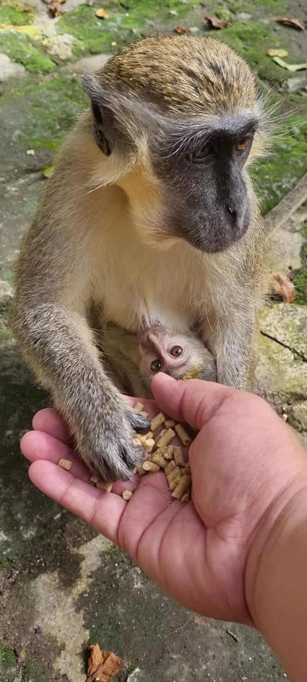 barbados green monkeys