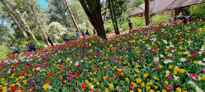 araluen botanic park tulip festival