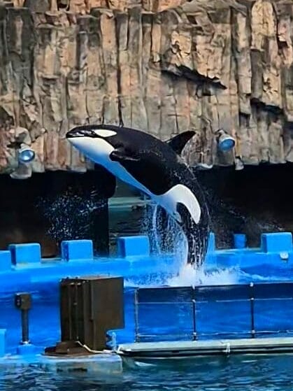 familienabenteuer in japan