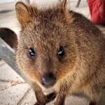 quokkas