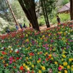 araluen botanic park tulip festival