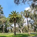 kings park perth