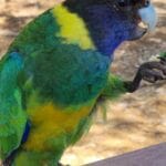 yanchep national park