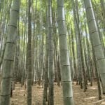 Arashiyama Bamboo Grove Kyoto