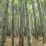 Arashiyama Bamboo Grove Kyoto