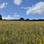 ullacombe farm devon